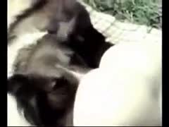 Spread Eagle, a teenager of legal age, is devoured outside by her lustful dog in this old-school savage fetish film.